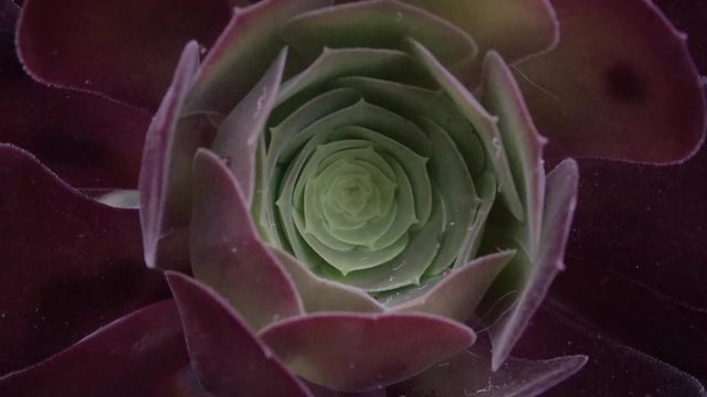 Succulent zoom out sacred geometry