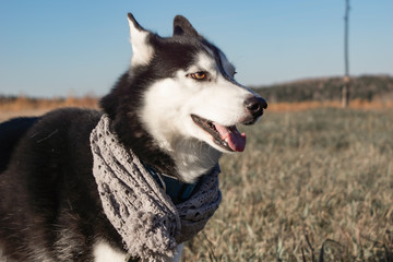 purebred Siberian husky outfit holiday Christmas