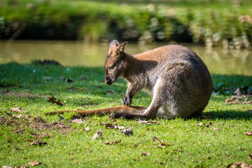 Wallaby sitzt auf dem Boden und massiert seinen Schwanz