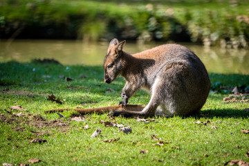 Wallaby sitzt auf dem Boden