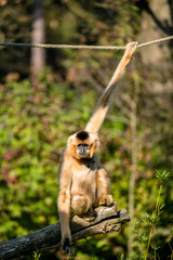 Gibbon hält sich an einem Seil fest