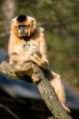 Gibbon sitzt auf einem Ast