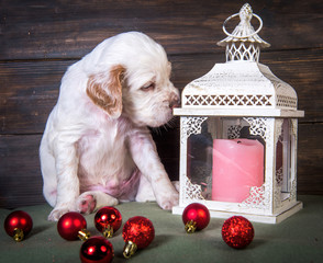English setter puppy and lantern with a candle.
