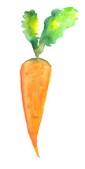 carrot. Element of set of fresh vegetables. Watercolor illustration on a white background.