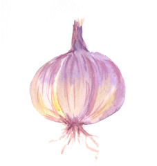 Garlic. Element of set of fresh vegetables. Watercolor illustration on a white background.