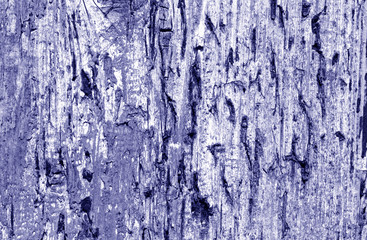 Obraz premium Grunge weathered wooden plank surface in blue tone.