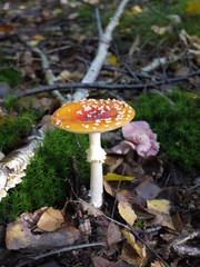 Fliegenpilze