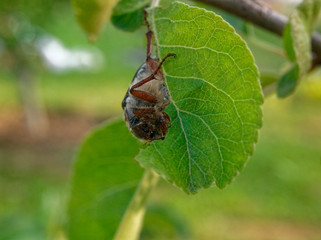 may beetle eats the leaf of a tree, Russia.