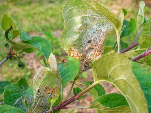 web pests on the leaves of Apple trees, Russia.
