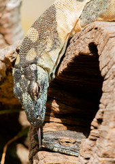 Lace monitors during the day.