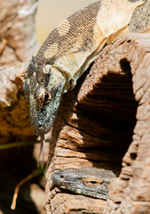 Lace monitors during the day.