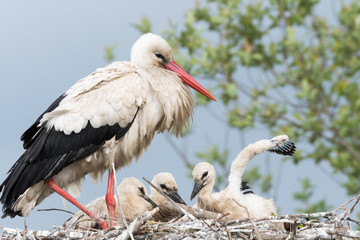 A big stork taking care of her babies in the nest