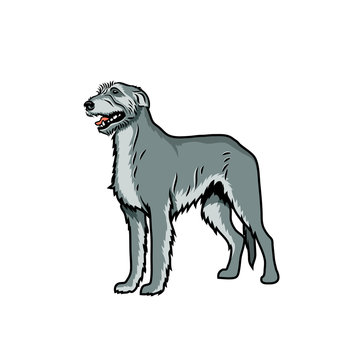 Irish wolfhound dog - isolated vector illustration