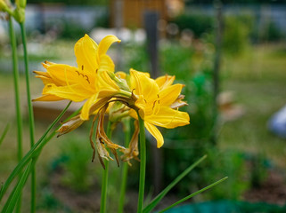 Obraz premium yellow daylily in summer in the garden, Russia.
