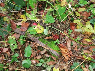 autumn leaves on grass