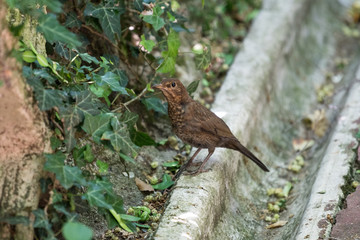 A common brown thrush in a city park