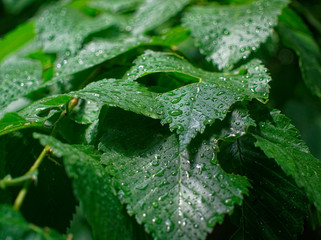 raindrops on leaves in summer, Russia.