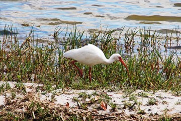 white ibis 