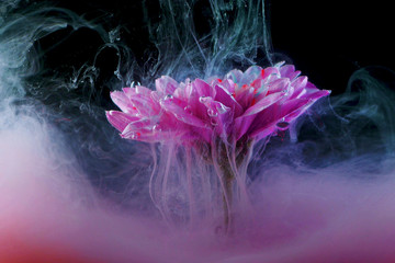 Flower under water and spray pink, color explosion concept, bright idea
