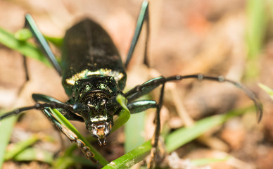 A very bright green beetle among the grasses