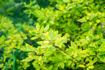 green leaves on a tree