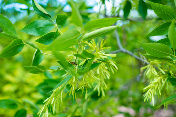 green leaves on a tree