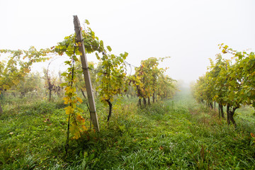 Autumn landscape of beautiful vineyards, near Maribor, Slovenia