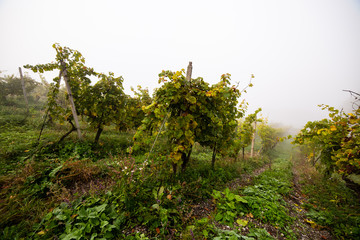 Obraz na płótnie Canvas Autumn landscape of beautiful vineyards, near Maribor, Slovenia