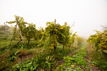 Autumn landscape of beautiful vineyards, near Maribor, Slovenia