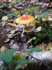 Ein Fliegenpilz