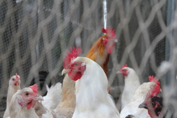 петух в деревне