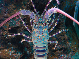 alive spiny lobster in aquarium with rock and coral background