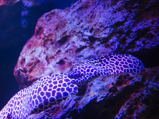 honeycomb moray ell (Gymnothorax favagineus) in aquarium with rock background - 298833212