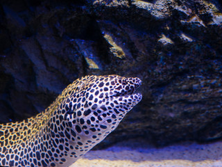 close up honeycomb moray ell (Gymnothorax favagineus) in aquarium with rock background - 298833240