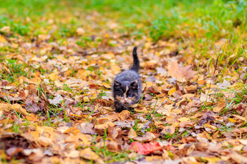 a small kitten on the path with leaves. kitten on a walk in autumn. pet.
