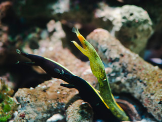 ribbon eel (Rhinomuraena quaesita) with rock background in aquarium - 298833256