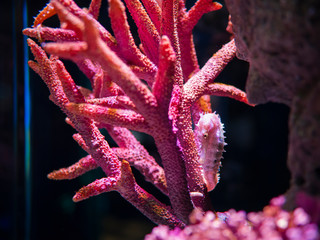 pink zebra-snout or Barbour's seahorse (Hippocampus barbouri) with pink coral in aquarium - 298833463