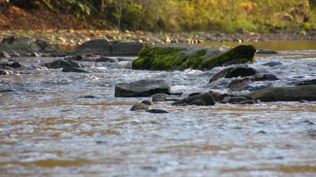 Low angle small pristine river flowing downstream between forest