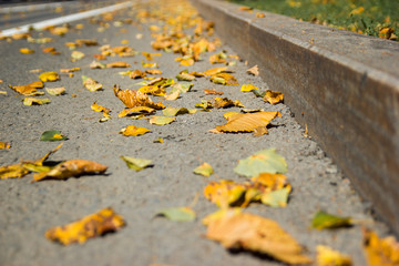 Yellow fallen leaves on asphalt. Golden autumn street. Last sunny day weather. Beautiful comfortable safety City life.