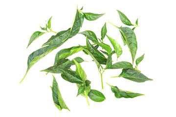 Fresh green leaves from pepper on a white background.