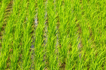 rice fields detail