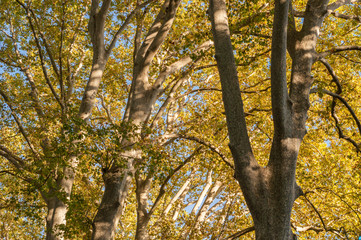 autumnal foliage of platanus hispanica trees