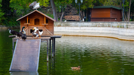 There is a wooden duck house and white, black ducks and seagulls on the lake 