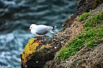 Seagull at Phillip Island