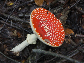 Ein Fliegenpilz