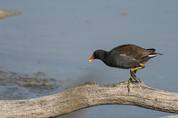A common little chicken on a branch in a lake