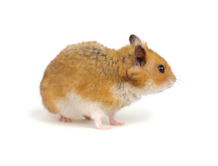 Hamster isolated on white