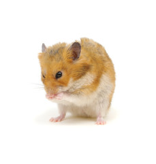 Hamster isolated on white