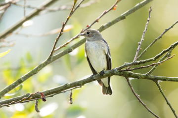 A flycatcher watching from a tree