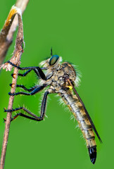 Macro shot of a robber fly 